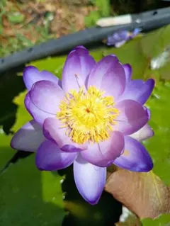 睡蓮の苗1個(Nymphaea Evolet ) - メルカリ