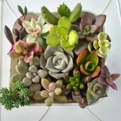 2025年最新】多肉 ブロンズ姫の人気アイテム - メルカリ