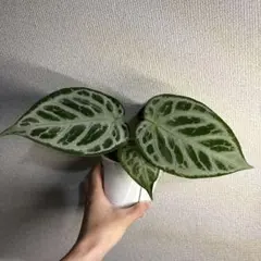 Anthurium SKG Silver 選抜株 - メルカリ