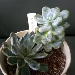 ちっちゃな多肉の寄せ植え（エケベリア・セダム） 多肉植物＊エケベリアセダムミニ寄せ植えセット③カット苗根付き苗