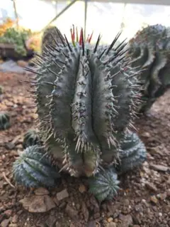 HARUTOBI様 リクエスト 2点 まとめ商品