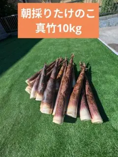 今期ラスト！朝掘り新鮮たけのこ( 真竹) 10kg ！本日発送！ - メルカリ