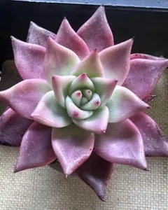 2025年最新】抜き苗発送！の人気アイテム - メルカリ