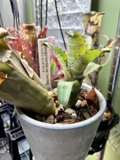 ビルベルギア・ホリダ・ホリダ ずんぐりむっくり ビルベルギア・ホリダ・ホリダ ずんぐりむっくり - メルカリ