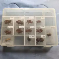 週末限定セール　昆虫標本　ヤクシマエゾセミ 週末限定セール 昆虫標本 エチゴエゾゼミ - メルカリ