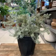 特別値下】 常緑 幹極太 白花 ウエストリンギア5年物 - メルカリ