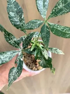 レア♡パキラ♡ミルキーウェイ♡接木♡6号♡お鉢ごとメルカリ便で レア♡パキラ♡ミルキーウェイ♡接木♡6号♡お鉢ごとメルカリ便で