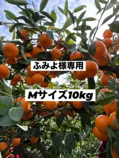 ふみよ様専用肥のあすかMサイズ10kg