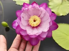 熱帯睡蓮　Jongnae バルブ苗　6月半ば発送 熱帯睡蓮 Jongnae バルブ苗 7月後半発送 - メルカリ