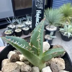 【現品】 【メルカリ便】  アガベ　チタノタ　ハデス 2025年最新】アガベハデスの人気アイテム - メルカリ