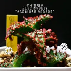 2026年最新】ALOE グロリアスドラゴンの人気アイテム - メルカリ