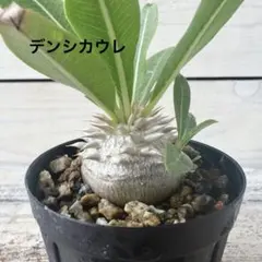サイカス カイルンシアナ 種子1粒 発芽管理中 - メルカリ