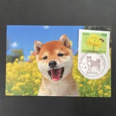 菜の花畑　柴犬ポストカード　菜の花　4.13世界獣医師会大会初日印手押し