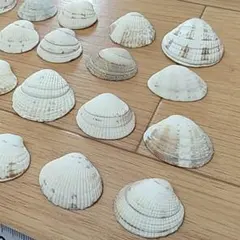 海の貝殻　20個　②