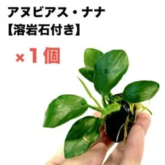 ◇アヌビアス・ナナ アイス（美株） #アヌビアス珍さかな屋 水草セット