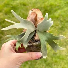 2025年最新】jade girl ビカクシダの人気アイテム - メルカリ