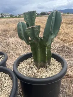 ②87cm❗️5頭❗️柱サボテンブランチ、鬼面角、引き取り限定、 - メルカリ