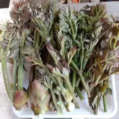 ④岩手雫石町産 食べ応え有り 一番芽 大型タラの芽 5本 400g超 - メルカリ