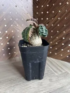 塊根植物 ウィンゾリー グラキリス デカリー - メルカリ