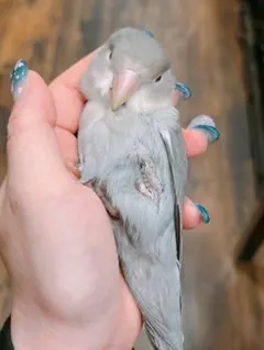 Item thumbnail for item 4c0af9e8-1b76-463d-8315-d89a5161502d