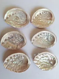 と9　日本海産天然あわび貝殻6枚まとめ売り♪送料込み♪
