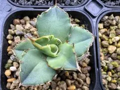 2025年最新】オテロイ実生選抜の人気アイテム - メルカリ