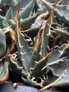 2025年最新】エボリスピナ陽炎の人気アイテム - メルカリ