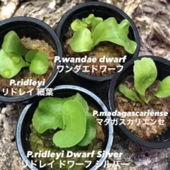 2026年最新】madagascarienseの人気アイテム - メルカリ