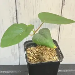 激レア！　フィカス　ペティオラリス　実生　塊根植物のサムネイル
