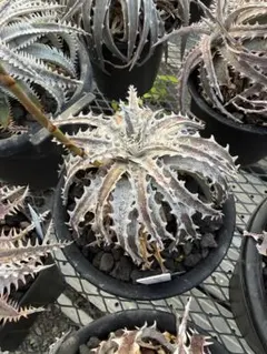 Dyckia Masquerade ディッキア マスカレード Dyckia Masquerade ディッキア マスカレード - メルカリ