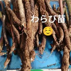 徳之島産キャッサバ苗挿木用苗20本入り只今値下げ中 - メルカリ