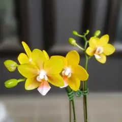 洋蘭　胡蝶蘭　香る蘭黄色のサムネイル