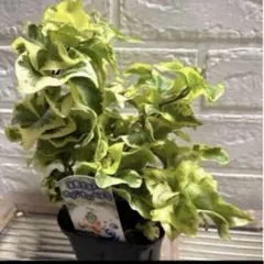 2025年最新】観葉植物の人気アイテム - メルカリ