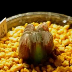 5916 SFMオブスタ 実生 多肉植物 ハオルチア アロエ