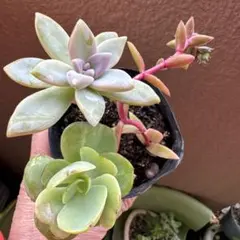 多肉植物￼セット￼