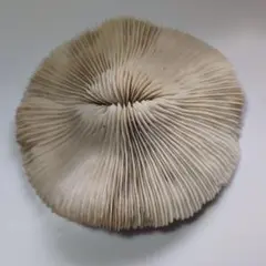 本珊瑚キノコ型クサビライシ珊瑚 1点もの】長辺9cm クサビライシ 白化 珊瑚 サンゴ｜Yahoo!フリマ（旧