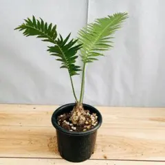 2025年最新】ディオーン スピヌロスムの人気アイテム - メルカリ