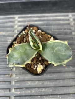 2025年最新】フェロックス 斑の人気アイテム - メルカリ