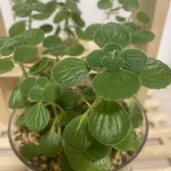 yu kah様 リクエスト 2点 まとめ商品