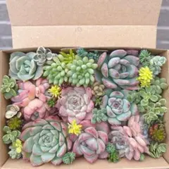 セダム 抜き苗/カット苗 ❤️ゆうパケットポストmini発送❤️ 多肉カット苗の郵送方法 | 小さな多肉の成長日記