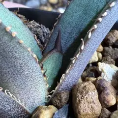 【特選株】アガベ　オテロイ　実生　選抜株【Ｐ】　青葉 特選株】アガベ オテロイ 実生 選抜株【P】 青葉