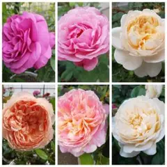 バラ挿し穂(うさこ様確認用) How to check if a rose has rooted during cuttings and how to