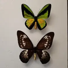 ゴライアストリバネアゲハ！赤紋出現！激レア！ 2025年最新】ゴライアストリバネアゲハの人気アイテム - メルカリ