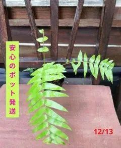 2025年最新】ホウビカンジュの人気アイテム - メルカリ