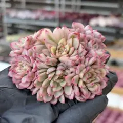 2026年最新】メビナ錦の人気アイテム - メルカリ