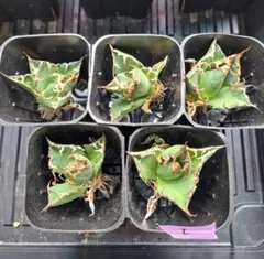 2025年最新】 アガベ シーザー セットの人気アイテム - メルカリ