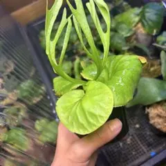 Lecanopteris KP9 - メルカリ