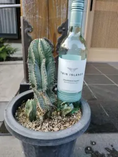 ☆極上品親株☆スーパーホリダ　ゼブラホリダ　ホリダ　幅12.4cm ☆極上品親株☆スーパーホリダ ゼブラホリダ ホリダ 幅12.4cm