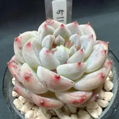 511 レッドベルベット