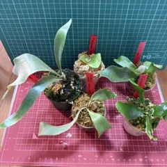 2026年最新】大株 ビカクシダの人気アイテム - メルカリ